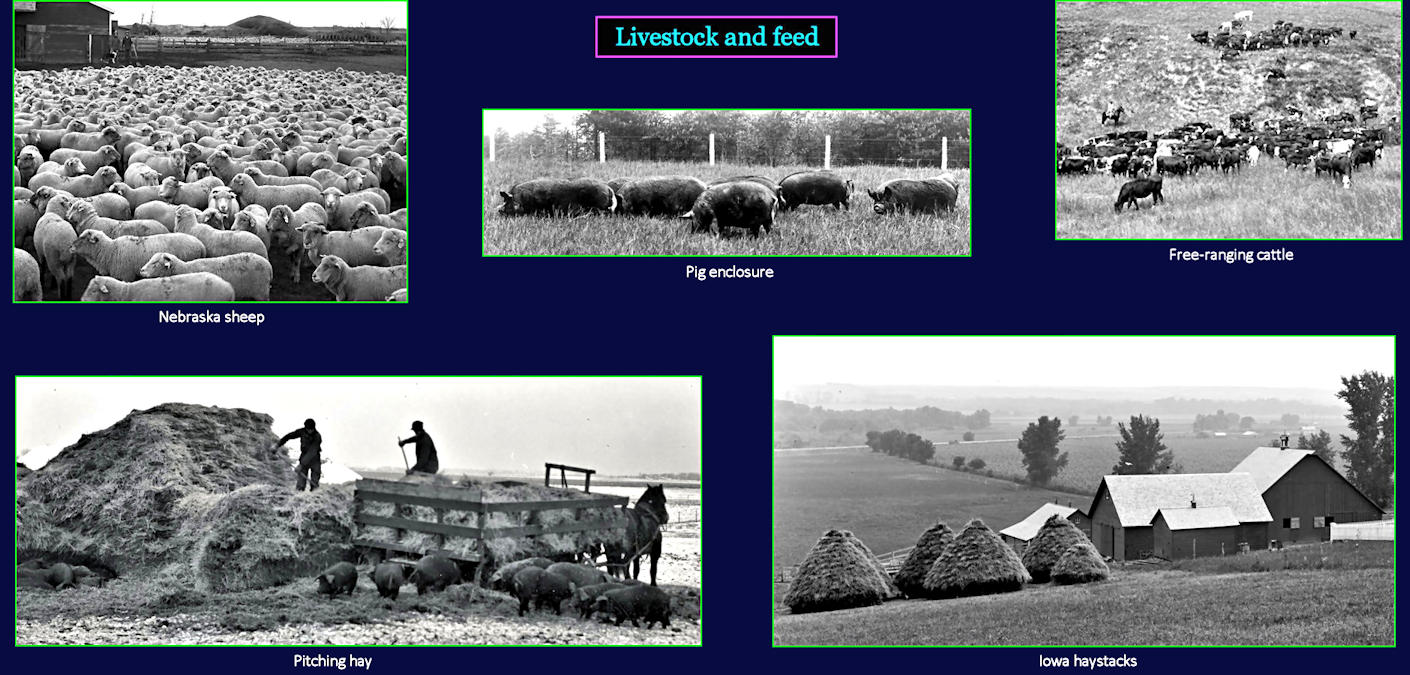 Livestock farming, 1910